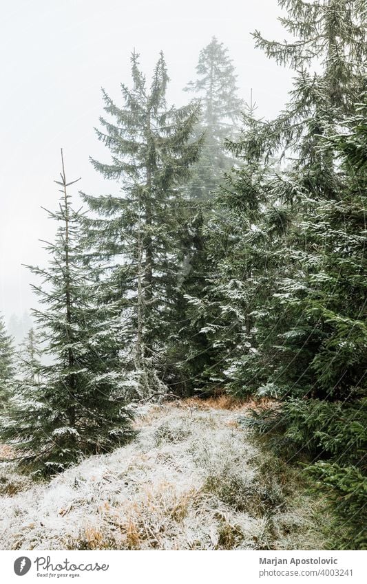 Fir trees covered in snow in the mountains adventure background beautiful cloud cloudy cold environment evergreen fir fog foggy forest frost frozen haze