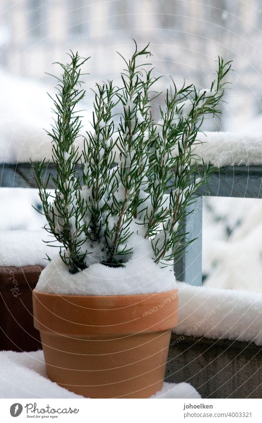 Snowy rosemary in terracotta pot Rosemary Terracotta herbs Balcony Winter chill Fragrance Contrast Terracotta pots twigs snow-covered at home Garden Herb garden