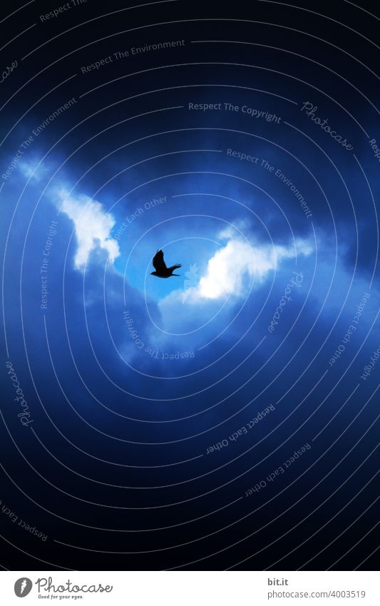 Loophole l little bird, fly to helgiland.... Bird Crow Raven birds raven Clouds Clouds in the sky Cloud cover cloudy Cloud formation Movement cloudy sky Sky