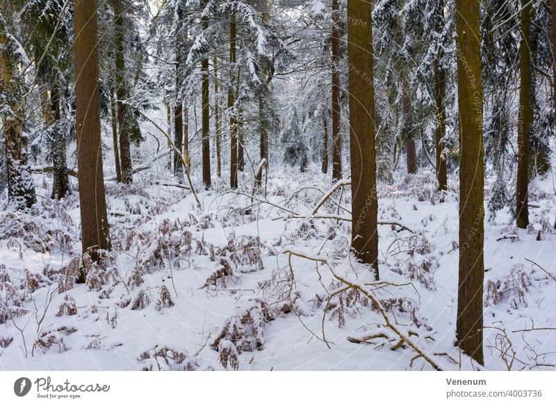 Conifer forest in winter with lots of snow in Germany Forests tree trees forest floor floor plants ground cover trunk trunks tree trunks nature landscape