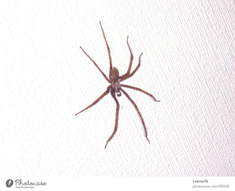 house spider Spider Disgust Animal Black White 8 long legs arachnid