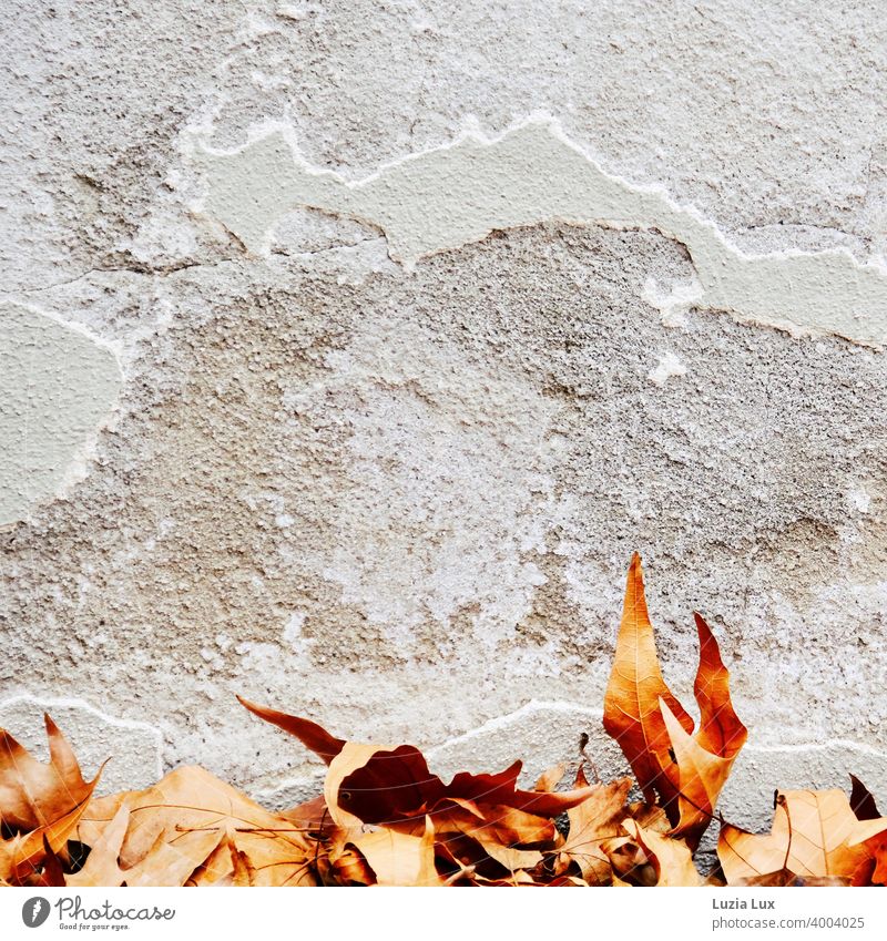 Autumn leaves, still golden on a wall with crumbling plaster and cracks Autumnal Autumnal colours Leaf Deserted Exterior shot Colour photo Wall (barrier)