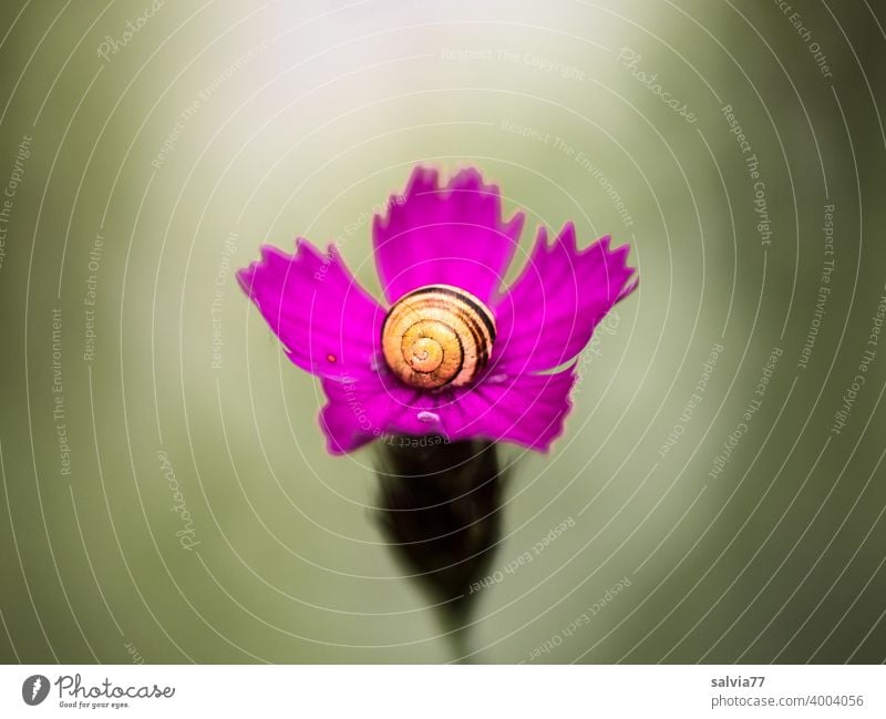 Colour and contrast | pink carnation flower with small snail shell Nature Forms and structures Contrast Snail shell Art Isolated Image Macro (Extreme close-up)