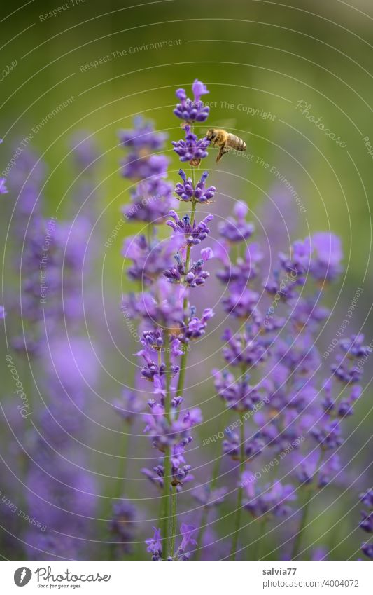 Honey bee visits lavender flowers Lavender Fragrance Summer Blossom Bee Violet Flower Nature Floating Garden Diligent Insect Farm animal Copy Space top Sprinkle