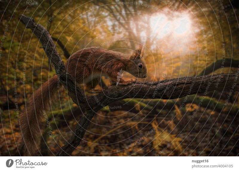 Squirrel at sunrise in autumn forest Animal Nature Cute Colour photo Wild animal Exterior shot 1 Day Deserted Animal portrait Brown Environment