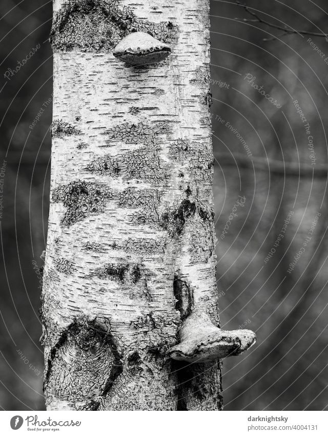 Tree trunk of a birch (Betula pendula) with fungal infestation by birch porling (Fomitopsis betulina) betula pendula Sandbirch black-and-white Mushroom