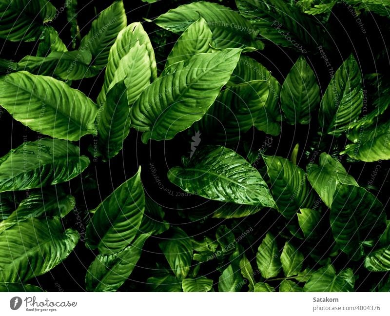 Freshness tropical leaves surface in dark tone as rife forest background green leaf nature pattern plant floral freshness fertile bountiful plantation delicate