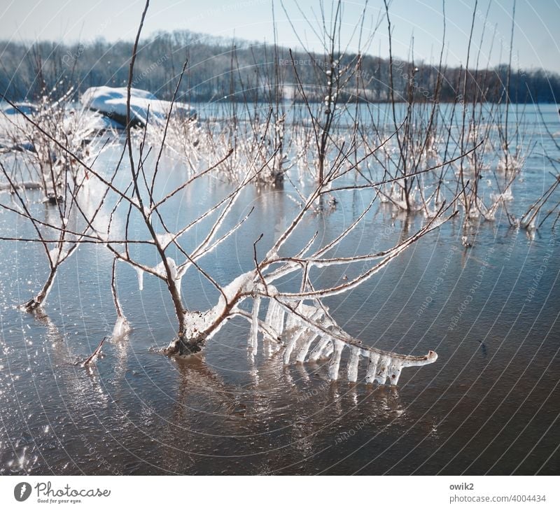 shock-frozen Plant Frozen Ice Frost Wild plant Twig Cold Environment Winter Colour photo Near Detail Structures and shapes Deserted Exterior shot Ice crystal