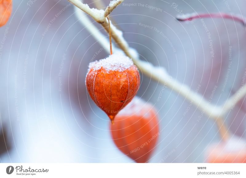 Orange fruiting bodies of a lampion flower in winter blooms herbaceous Blooming Cold Copy Space flowers fruiting body Garden Gardening Chinese lantern flower