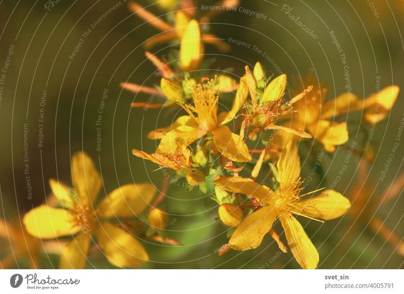 Hypericum perforatum, Klamath weed, Saint John's wort, common St. John's-wort, perforate St John's-wort, Echtes Johanniskraut.  Golden-yellow Hypericum flowers close-up in sunlight outdoors in summer.