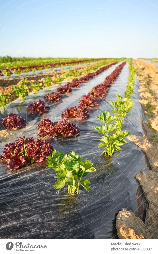 Organic vegetable farm field with patches covered with plastic mulch. eco agriculture lettuce food celery organic foil industry plasticulture produce green