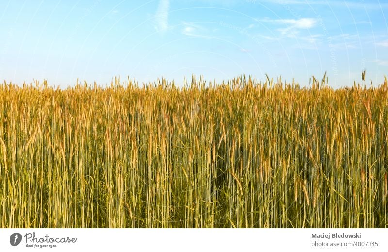 Grain field on a beautiful sunny day. grain rye landscape rural countryside farm harvest agriculture cereal horizon sky blue nature natural green background