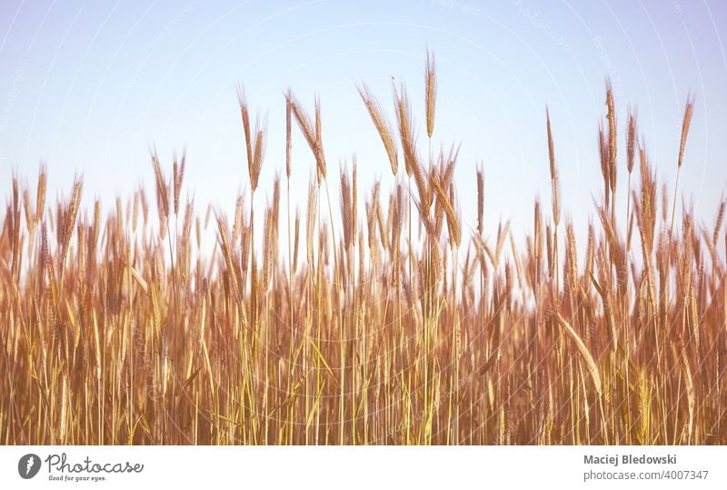 Retro toned picture of a grain field. rye nature retro rural countryside farm harvest agriculture cereal vintage filtered sky background beautiful view photo
