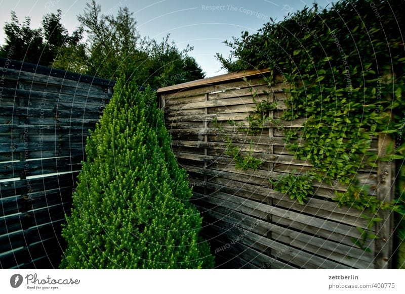 thuja Lifestyle Summer Garden Plant Weather Beautiful weather Park Small Town Outskirts Wall (barrier) Wall (building) Loneliness Stagnating Tradition