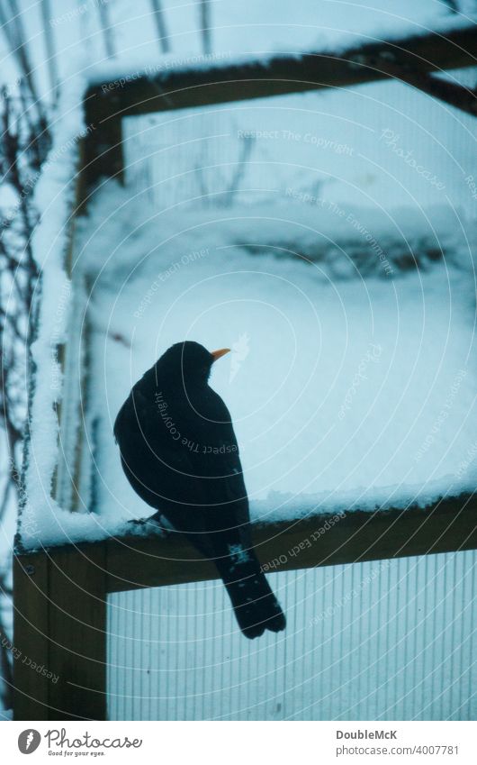 A blackbird sits on a snowy raised bed Close-up Animal Colour photo Subdued colour Day Exterior shot Shallow depth of field Animal portrait Nature Sit naturally