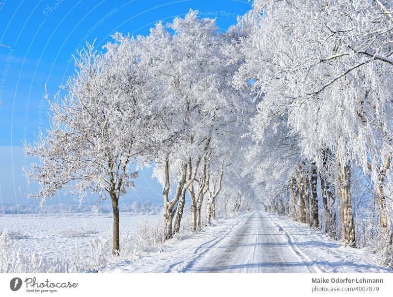 Avenue in sunny winter landscape Hoar frost Snow Frost ice crystals Blue sky icily tranquillity Peace Purity beneficial Winter mood Ice Cold Frozen Freeze White