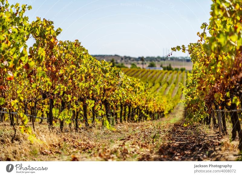 Vineyards of Alentejo during fall, Portugal vineyard viticulture grape alentejo portugal ripe many in a row day sunny agriculture rota dos vinhos wine route