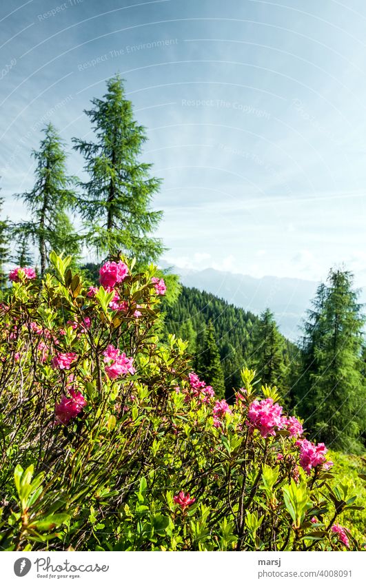 Alpine bush walk in spring. Alpine roses, larches and mountains alpine rose Alp rose Rhododendron ferrugineum Heather family Harmonious Relaxation Well-being