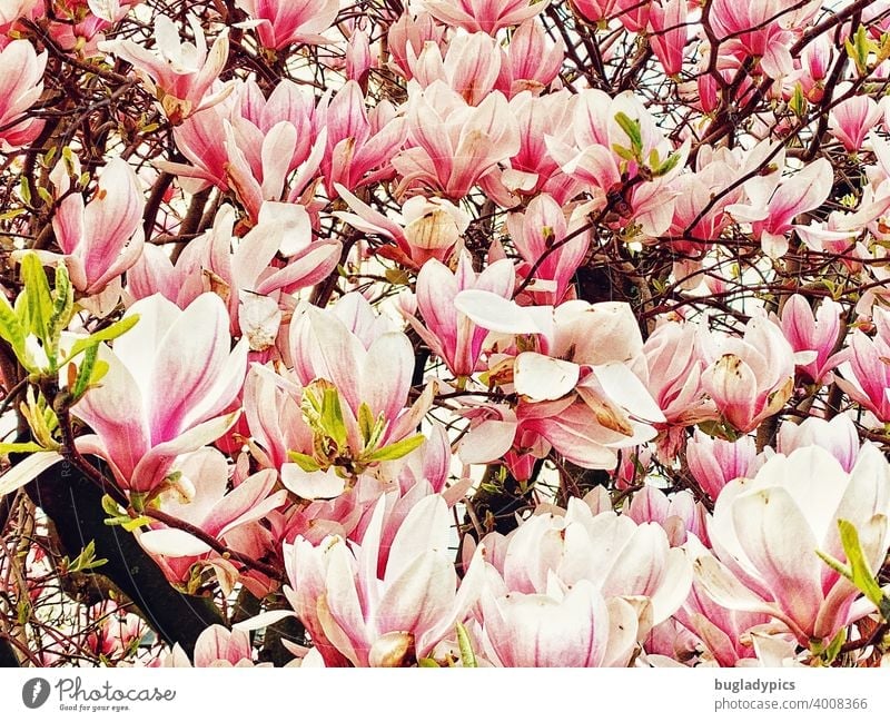 magnolias Magnolia tree Magnolia plants Magnolia blossom magnolia bush magnolia leaves Blossom Plant Tree Blossoming Pink White pink Spring Flower Nature