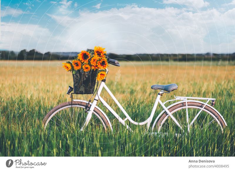 Vintage bicycle with sunflowers basket bike vintage stylish bouquet female retro wheel old romantic womanish england uk europe outside outdoor girly feminine