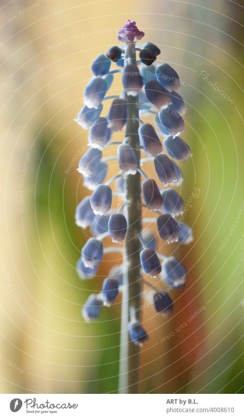 carillon Hyacinthus grapes Spring flowering plant Nature Flower bote herald of spring Blossom little bell Muscari Glockenspiel Blue