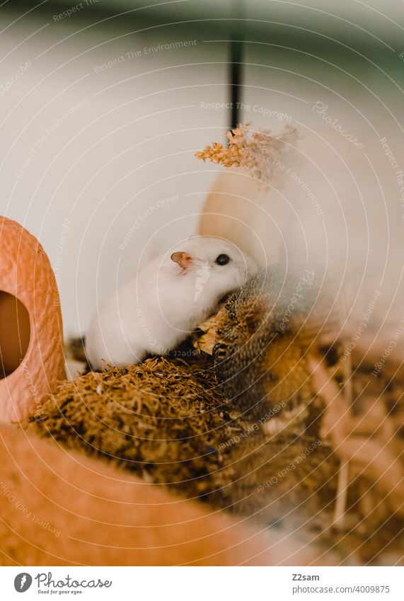 hamsters Hamster Pet rodent Eating Enclosure White Small Cute Pelt Rodent Animal portrait Shallow depth of field