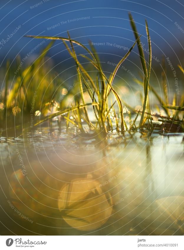 Grasses in the water at sunset Water Brook Sunset Light reflection Water reflection Sky Reflection Deserted Exterior shot Colour photo Nature Surface of water