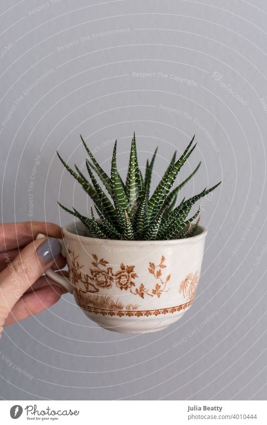 Hand holding antique teacup with cacti growing inside; quirky and surprising image plant cactus delicate ceramic pot green isolated nature botany plant mom