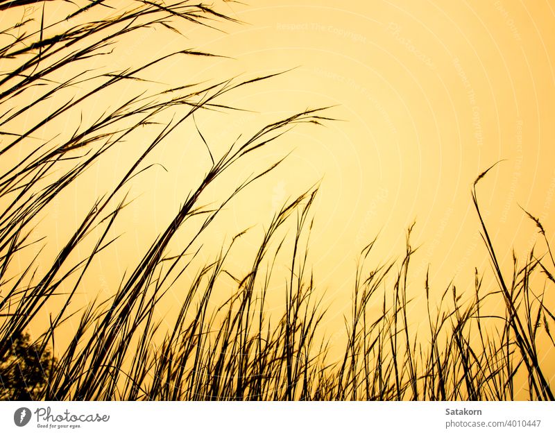 Dried stalk of grass and clear evening sky sunset nature field summer plant landscape beautiful yellow light flower outdoor sunlight silhouette background