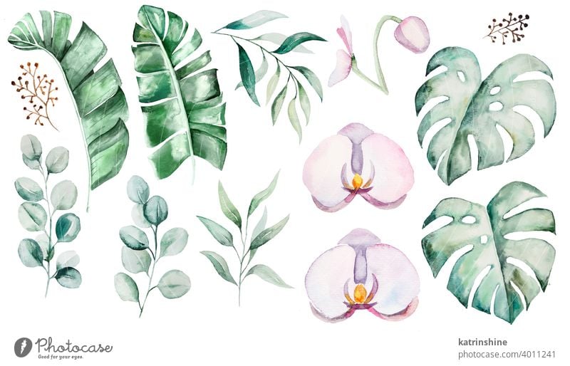 Watercolor tropical leaves and flowers illustration watercolor monstera orchidea anturium floral Drawing green jungle paper Botanical Leaf exotic Hand drawn