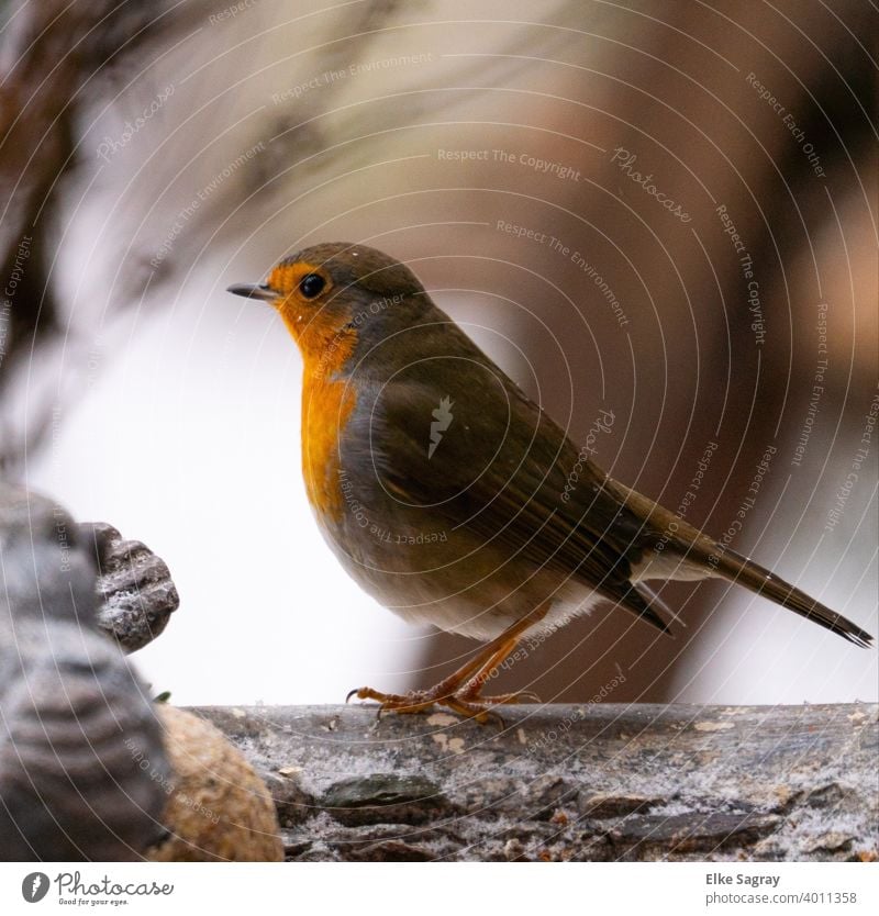 Robin in the evening light Bird Nature birds Animal Colour photo Deserted Animal portrait Shallow depth of field Sit Exterior shot Looking Full-length