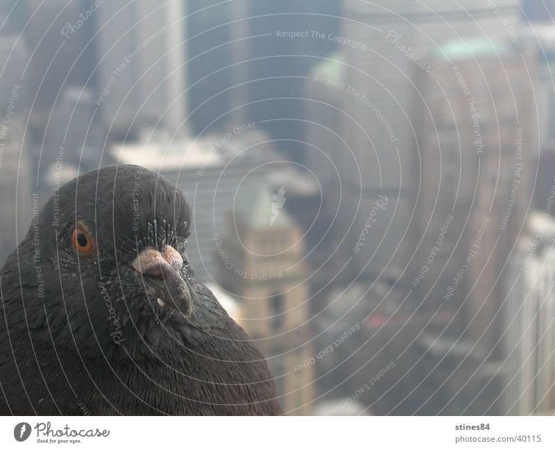 city bird Animal Bird Perspective New York City Americas North America empire state building Vantage point Close-up