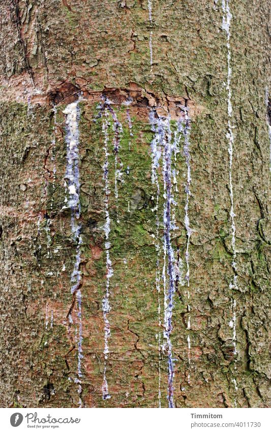 Tree trunk with resin Harz Wound Resin Tracks Tree bark injured Wood Protection