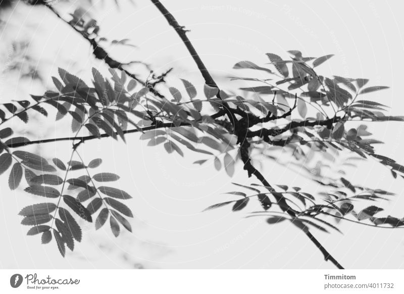 Space for thought Twigs and branches leaves Nature Tree Leaf Smooth Black & white photo depth hazy thoughts