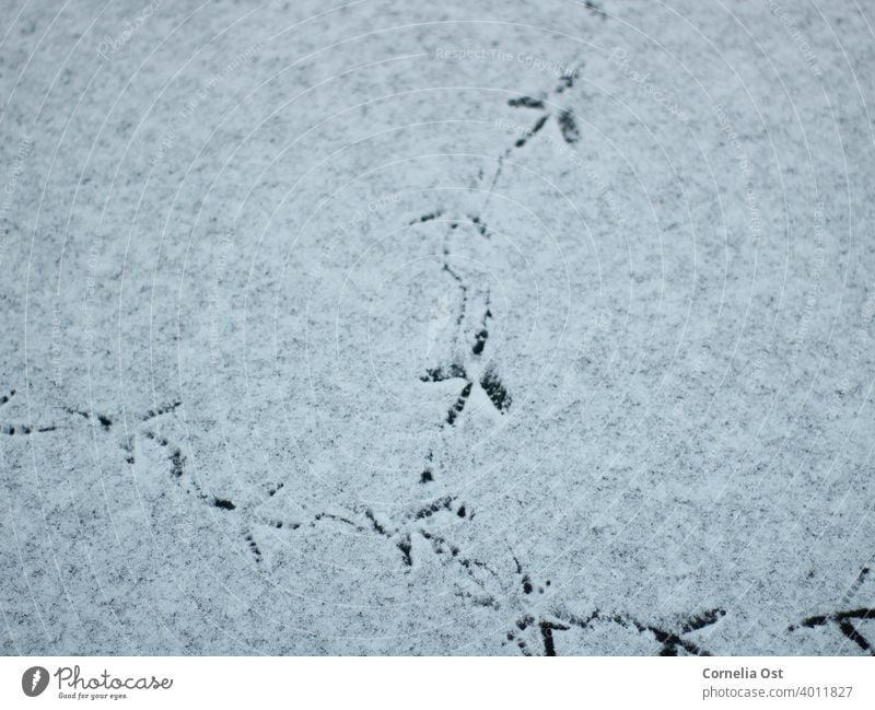 Traces of birds in the snow bird tracks Tracks Snow Winter Cold White Frost Exterior shot Deserted Nature Snow track Footprint Colour photo Day Snow layer