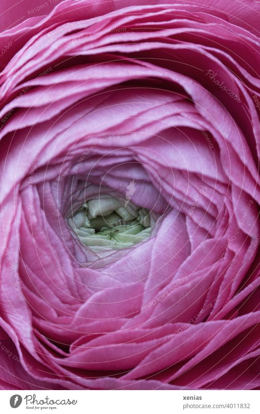 Pink ranunculus open petal by petal Buttercup Flower Blossom Spring petals Blossom leave Plant Round Soft Romance Blossoming Close-up Delicate