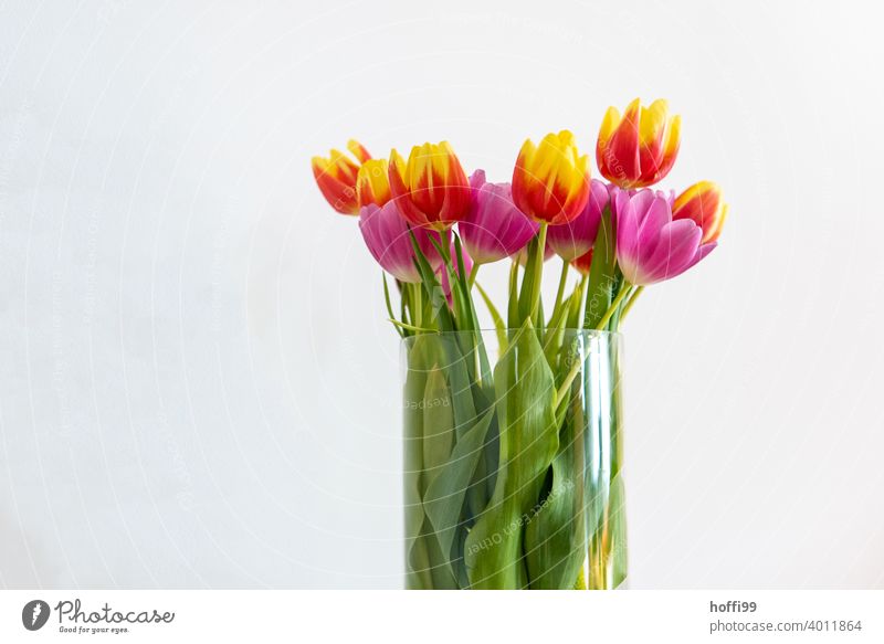 Tulips in vase in front of white wall bouquet of tulips Tulip blossom Blossom Bouquet Blossoming Spring Plant Joy Anticipation Spring fever Spring flower