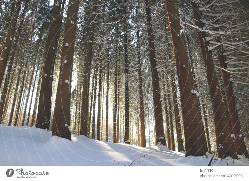 Sun rays and snow in the spruce forest Snow snow-covered Winter beautiful weather sunshine trees Spruce forest spruces Sunbeam Cold winter joy Visual spectacle