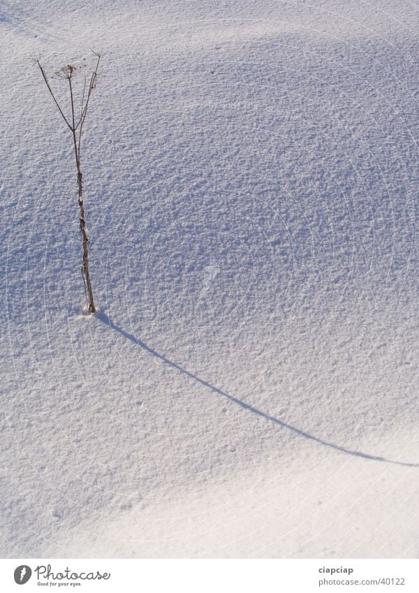 Plant shade Winter Shadow Snow