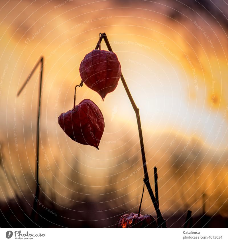 Fruits of physalis in the evening Nature flora Plant Solanaceae Chinese lantern flower Evening Twilight Sky Beautiful weather evening light Orange Red Black