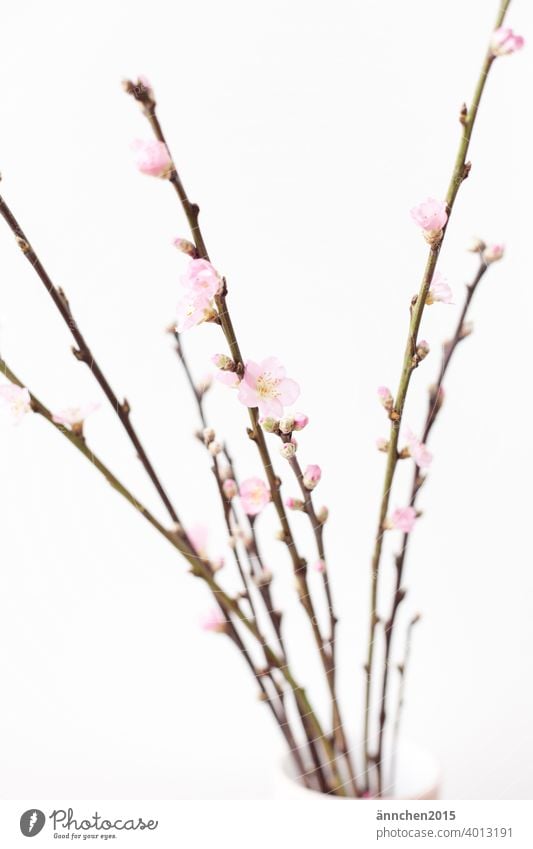 Branches with pink flowers blossoms Spring Easter Nature Colour photo Deserted pretty Blossom Garden naturally Blossoming Decoration Spring fever Detail Pink
