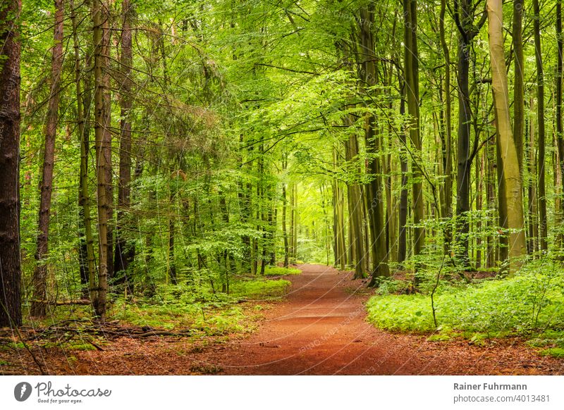 A spring walk in a forest near Berlin Forest Spring Book spruces off To go for a walk Deserted Landscape Exterior shot Tree Nature Environment Colour photo