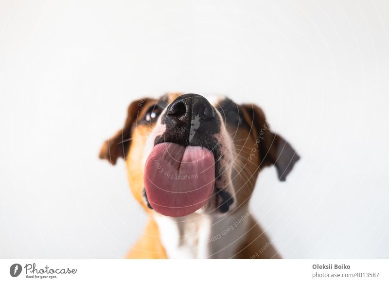Dog with licking tongue, close-up view, shot through the glass. Funny pet portrait, focus on the tongue animal body parts close-up shot copy space curious dog
