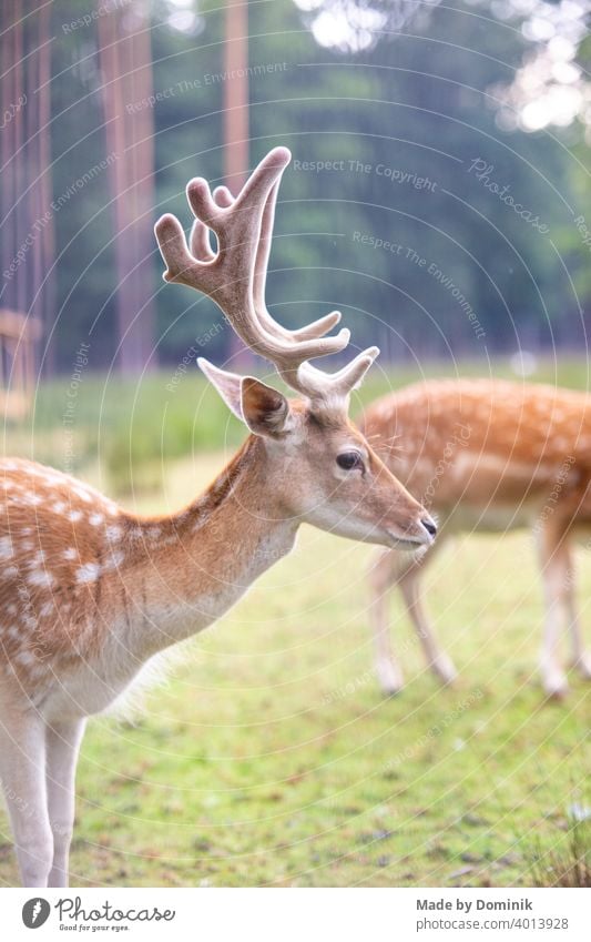 Fallow deer in the wild Wild animal Wildlife photography Roe deer Colour photo Nature Animal Exterior shot Mammal Animal portrait Meadow Deer Day Green Brown