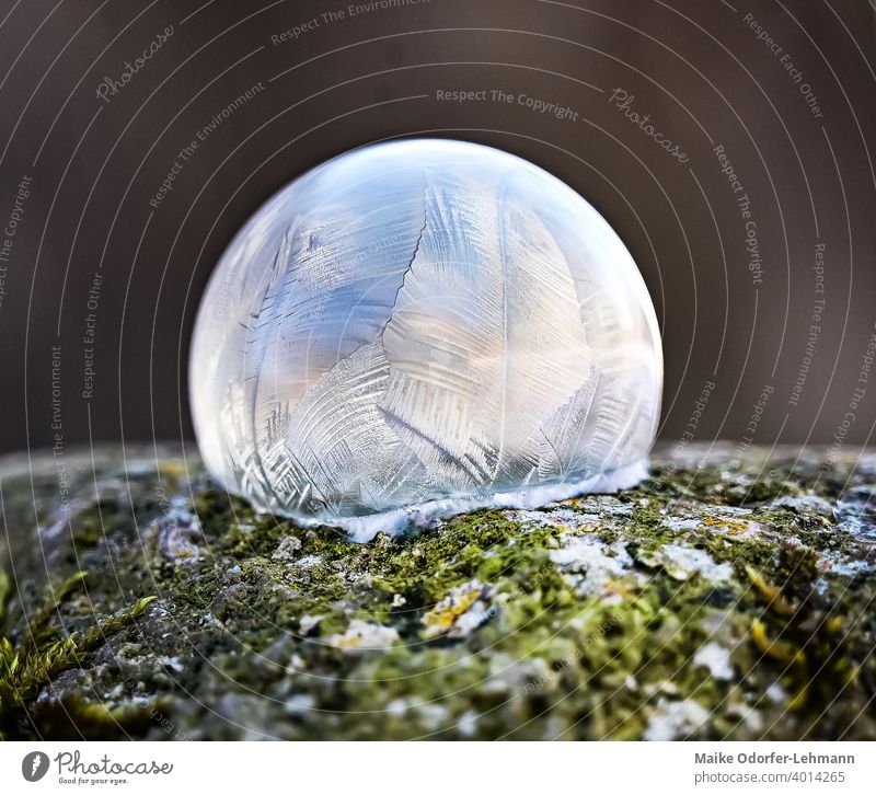 frozen bubble Soap bubble Frozen soap bubble Frost Crystal Ice Cold Freeze Snow Nature Winter Exterior shot Macro (Extreme close-up) Colour photo Deserted