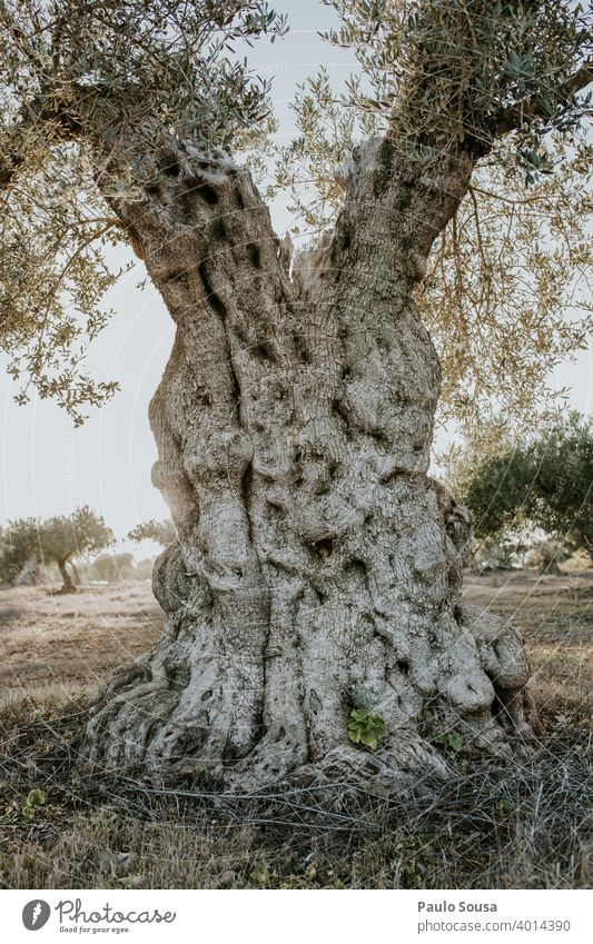 Ancient olive tree Olive tree old tree Tree Exterior shot Colour photo Nature Deserted Olive grove Plant Environment Day Agricultural crop Mediterranean