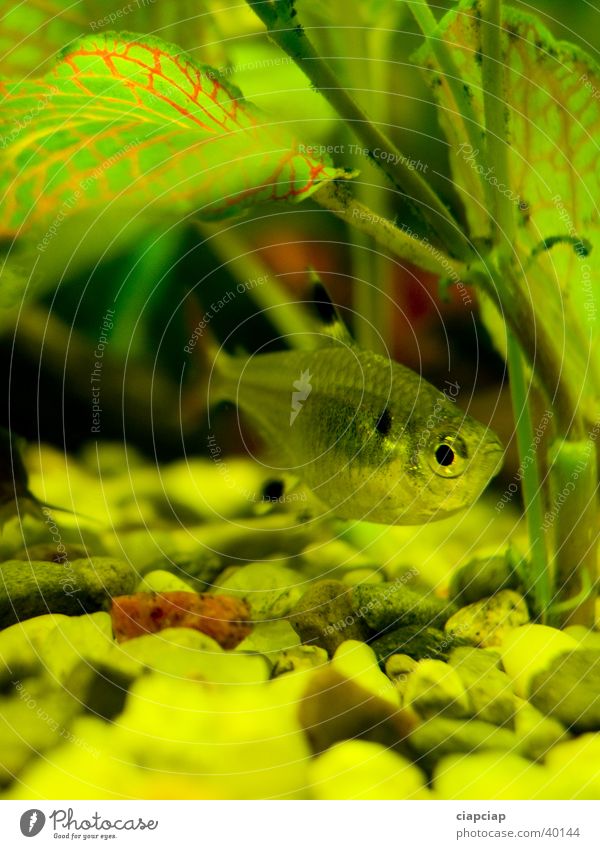 fishe in the aquarium Green Aquarium Water