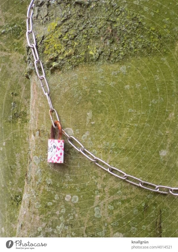 Love lock on a chain looped around a tree Love padlock old tree Romance Exterior shot Loyalty Padlock Infatuation rusty Tree trunk Colour photo Chain Emotions
