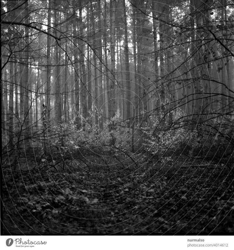 dark forest Forest Autumn Tree Analog Roll film foliage Mixed forest dream mystery Eerie Nature forestry Twilight To go for a walk Hiking out salubriously