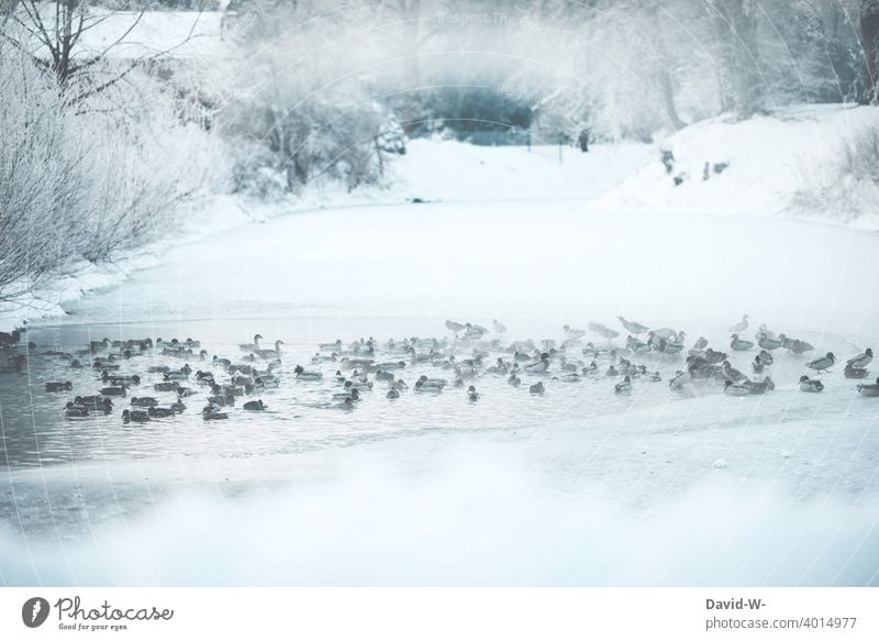 Ducks on a frozen lake in winter Winter Ice age Lake ducks animals Snow chill Frost icily Water Winter mood Winter's day Cold December
